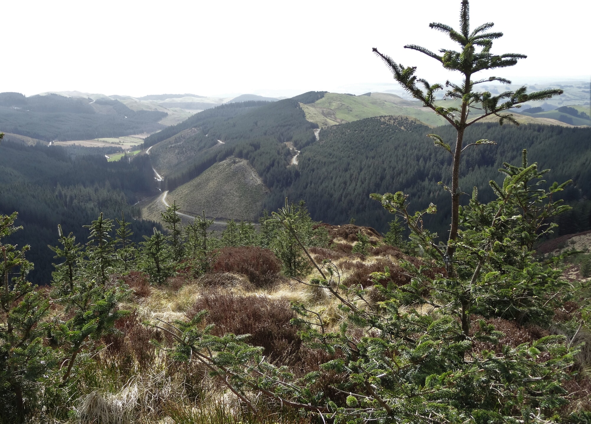 RachelSeabrook.net | Wild Walking | Ponterwyd and Pen Dihewyd | pic22